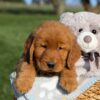 Image of Finn, a Golden Retriever puppy
