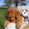 Image of Finn, a Golden Retriever puppy