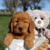 Image of Finn, a Golden Retriever puppy