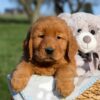 Image of Finn, a Golden Retriever puppy