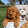 Image of Finn, a Golden Retriever puppy