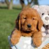 Image of Finn, a Golden Retriever puppy