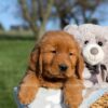 Image of Finn, a Golden Retriever puppy