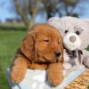 Image of Finn, a Golden Retriever puppy