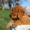 Image of Finn, a Golden Retriever puppy