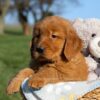 Image of Finn, a Golden Retriever puppy