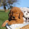 Image of Finn, a Golden Retriever puppy