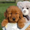 Image of Flash, a Golden Retriever puppy