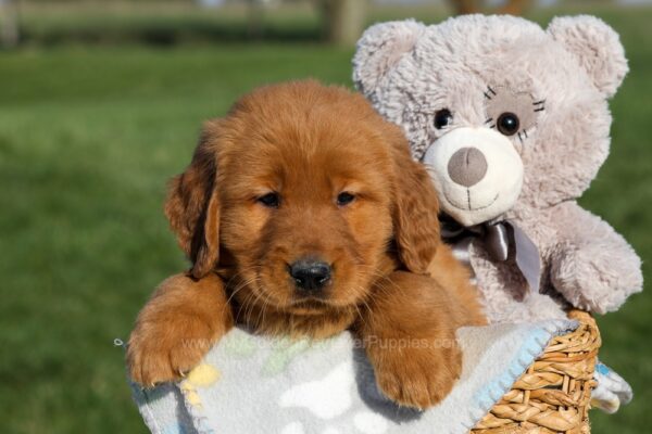 Image of Flash, a Golden Retriever puppy