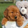 Image of Flash, a Golden Retriever puppy