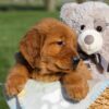 Image of Flash, a Golden Retriever puppy
