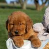 Image of Flash, a Golden Retriever puppy