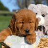 Image of Flash, a Golden Retriever puppy
