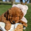Image of Flash, a Golden Retriever puppy