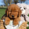 Image of Flash, a Golden Retriever puppy