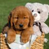 Image of Flash, a Golden Retriever puppy