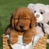 Image of Flash, a Golden Retriever puppy