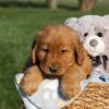 Image of Floyd, a Golden Retriever puppy