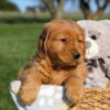 Image of Floyd, a Golden Retriever puppy