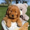 Image of Floyd, a Golden Retriever puppy