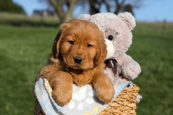 Image of Floyd, a Golden Retriever puppy