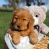 Image of Floyd, a Golden Retriever puppy