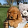 Image of Floyd, a Golden Retriever puppy