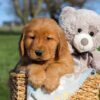 Image of Floyd, a Golden Retriever puppy