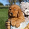 Image of Floyd, a Golden Retriever puppy