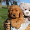 Image of Floyd, a Golden Retriever puppy