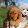 Image of Floyd, a Golden Retriever puppy