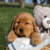 Image of Frank, a Golden Retriever puppy