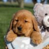 Image of Frank, a Golden Retriever puppy