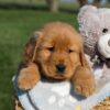 Image of Frank, a Golden Retriever puppy