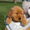 Image of Frank, a Golden Retriever puppy