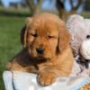 Image of Frank, a Golden Retriever puppy