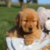 Image of Frank, a Golden Retriever puppy