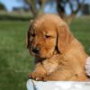 Image of Frank, a Golden Retriever puppy