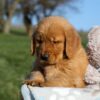 Image of Frank, a Golden Retriever puppy