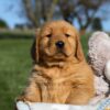 Image of Frank, a Golden Retriever puppy