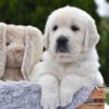 Image of Frankie, a Golden Retriever puppy