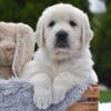 Image of Frankie, a Golden Retriever puppy