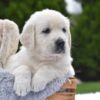 Image of Frankie, a Golden Retriever puppy