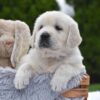 Image of Frankie, a Golden Retriever puppy