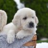 Image of Frankie, a Golden Retriever puppy