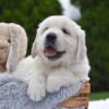 Image of Frankie, a Golden Retriever puppy