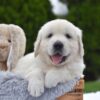 Image of Frankie, a Golden Retriever puppy