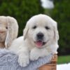 Image of Frankie, a Golden Retriever puppy