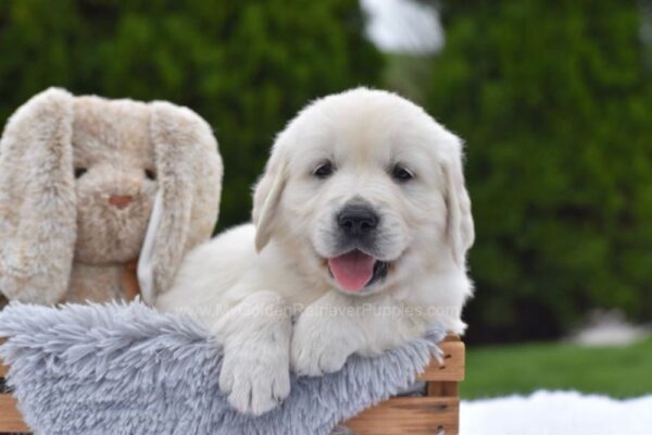 Image of Frankie, a Golden Retriever puppy