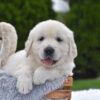 Image of Frankie, a Golden Retriever puppy
